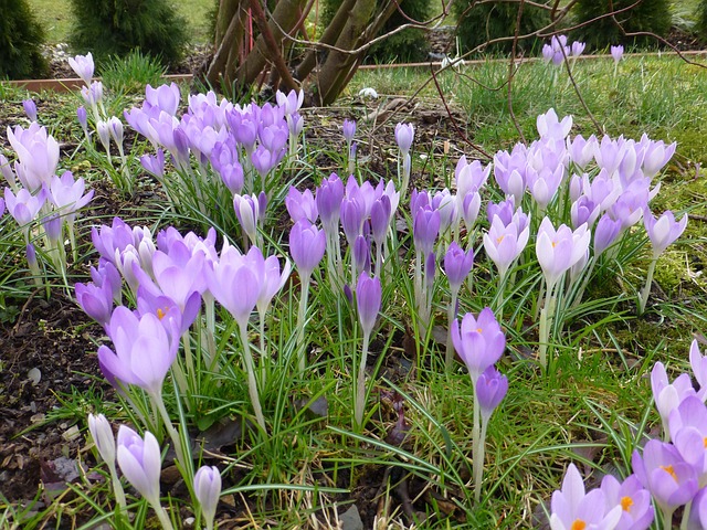 Free Flower Spring photo and picture