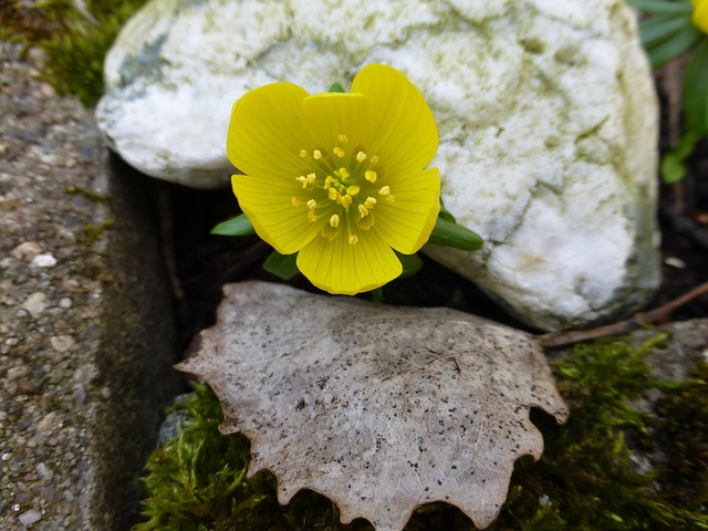 Free Winterling Yellow photo and picture