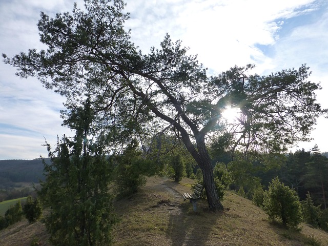 Free Jaw Tree photo and picture
