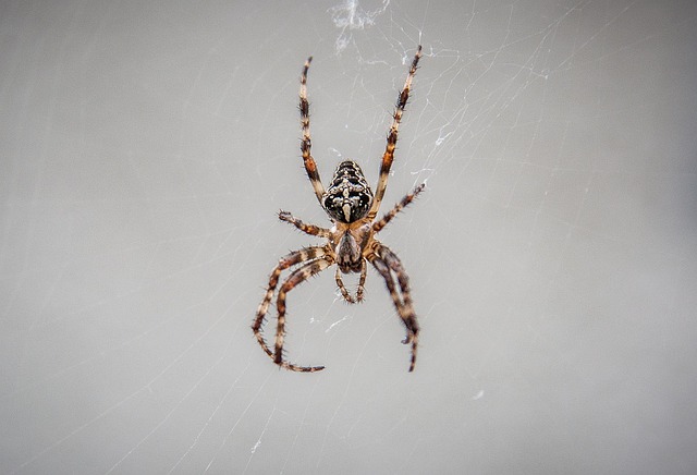 Araneus Spider - Free photo on Pixabay - Pixabay