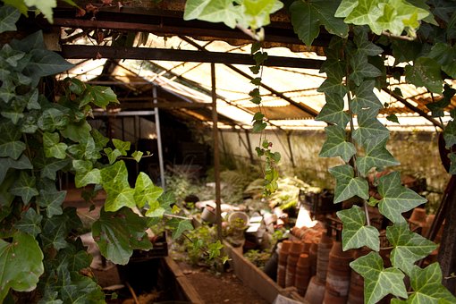 Estufa, Jardim, Abandonado, Hera, Velho