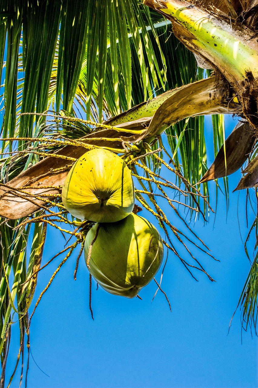 Coconuts Coconut Free photo on Pixabay Pixabay