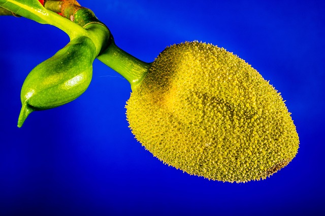 Free Jackfruit Young Jackfruit photo and picture