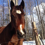 horse, horse head, quarter horse
