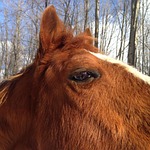 horse, horse head, quarter horse
