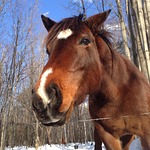 horse, horse head, quarter horse