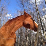 horse, horse head, quarter horse