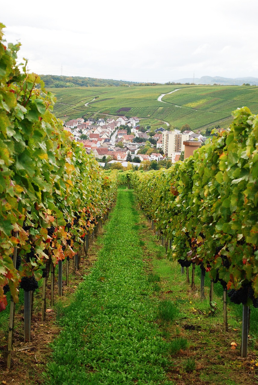 Wine Vineyard Grapes Free photo on Pixabay Pixabay