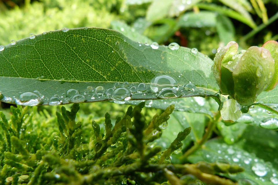 dew-leaf-macro-free-photo-on-pixabay-pixabay