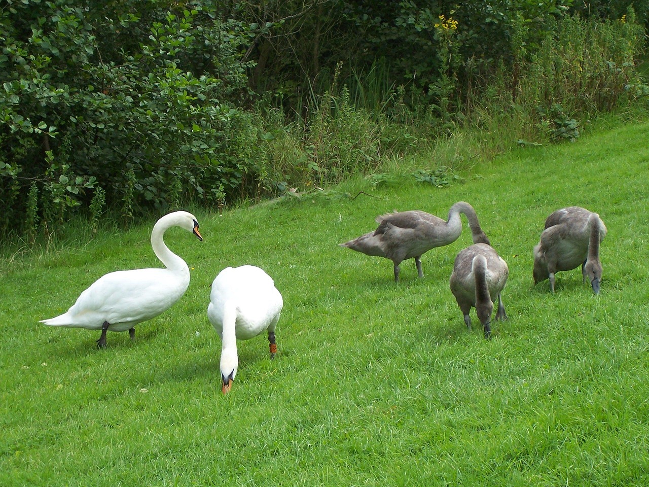 Mute Swan Family Cygnus Olor Swans Free photo on Pixabay Pixabay