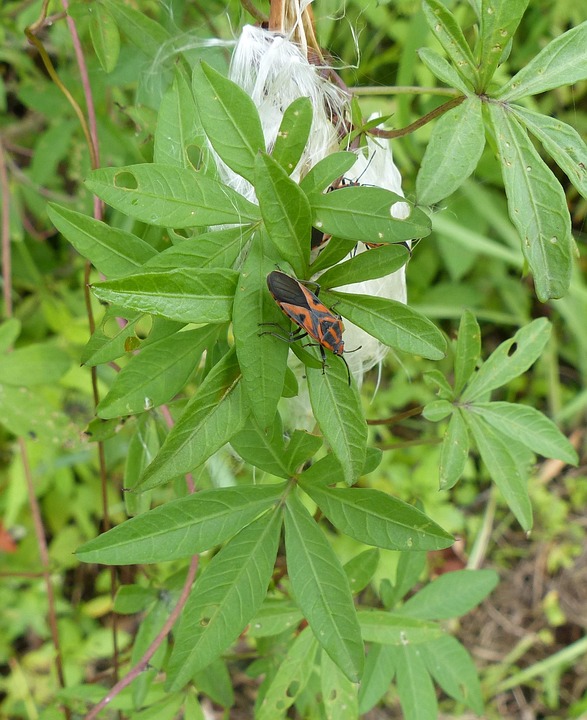 Bug Inseto Insetos Inseto Bug Agua - Foto gratuita no Pixabay - Pixabay