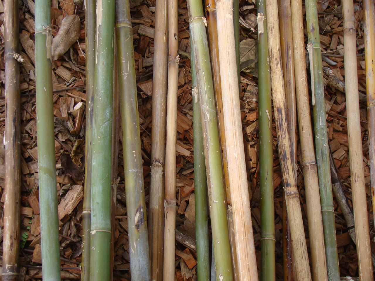 Bamboo Rods Plant - Free photo on Pixabay - Pixabay