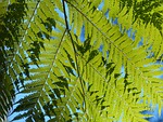ferns, green, leaves