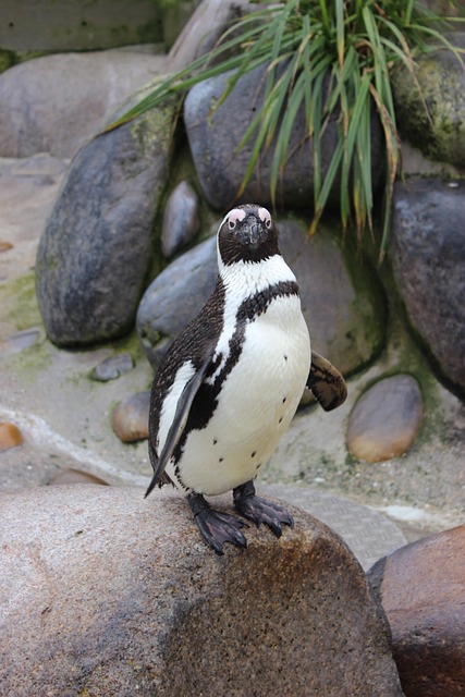 Free Penguin Bird photo and picture