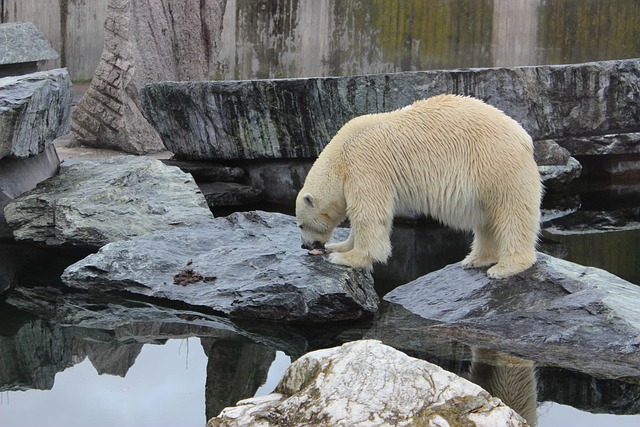 Free Icebear Bear photo and picture