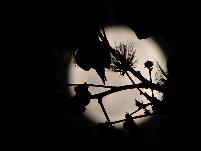 Free Moon Full Moon photo and picture