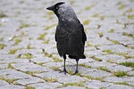 crow, bird, setts