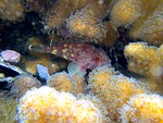 scorpionfish, coral, sea