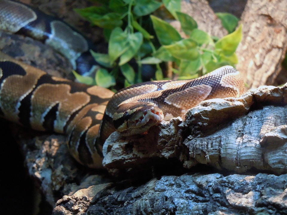 Python Line Choke Snake - Free photo on Pixabay - Pixabay