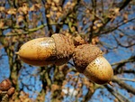 oak, quercus robur, english oak tree