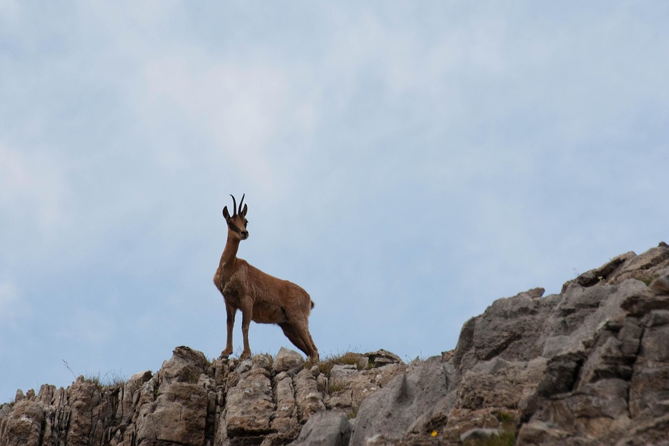 Isard Isard Rebeco Chamois - Photo gratuite sur Pixabay