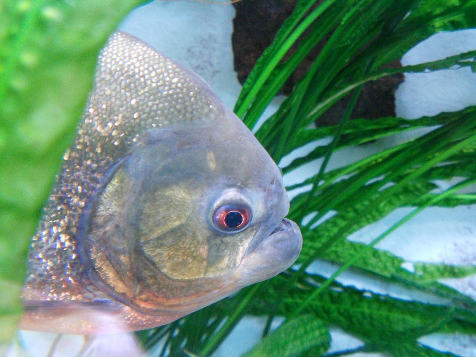Piranha Fish Free Photo On Pixabay
