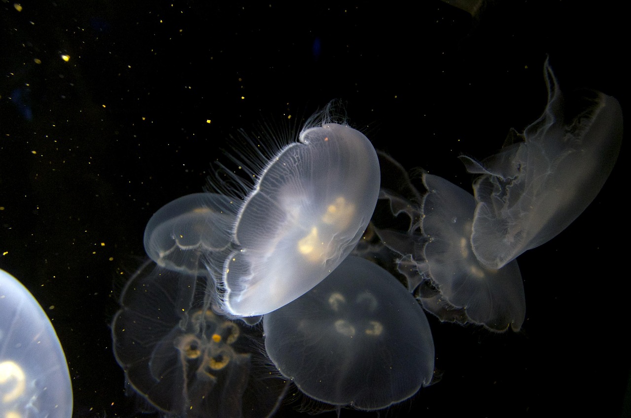 jellyfish-275575_1280.jpg