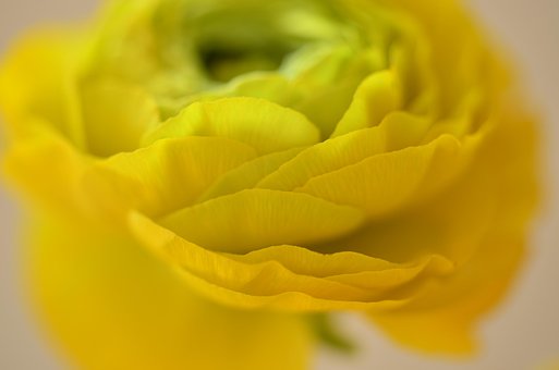 Free Ranunculus Flower photo and picture