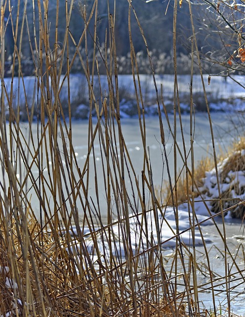 Free Winter Snow photo and picture