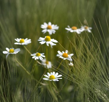 Free Chamomile Herbs photo and picture