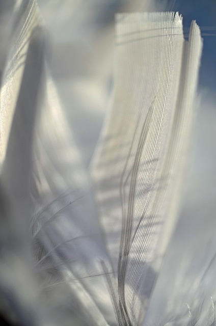 Free Feather Macro photo and picture