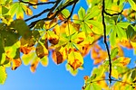 horse chestnut tree, aesculus, buckeye tree