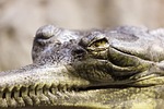 gavial, gharial, alligator