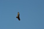 turkey buzzard, buzzard, bird flying
