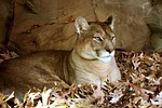 animal, beige, cat