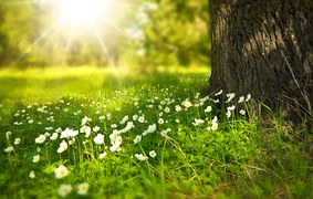 Spring, Tree, Flowers, Meadow