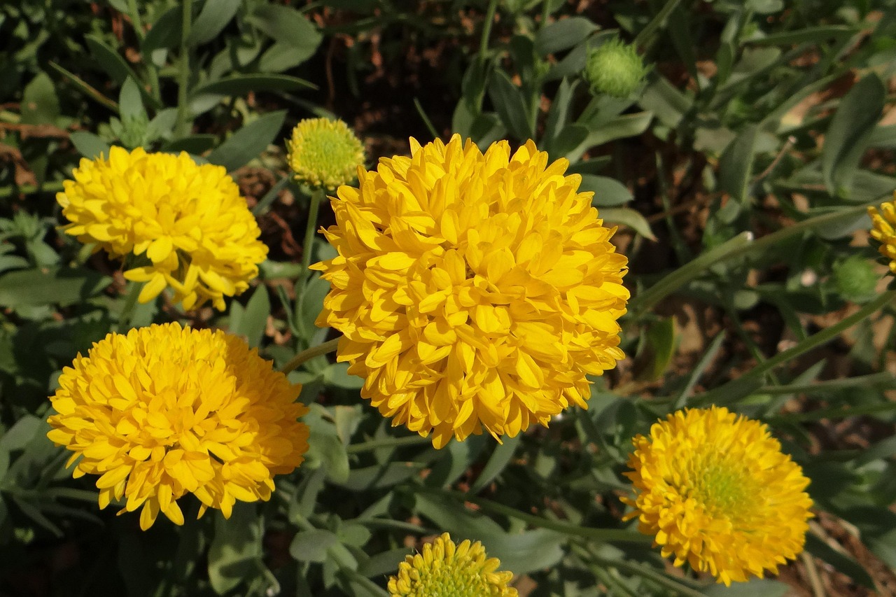 Chrysanthème Jaune Sevanthi Photo gratuite sur Pixabay Pixabay