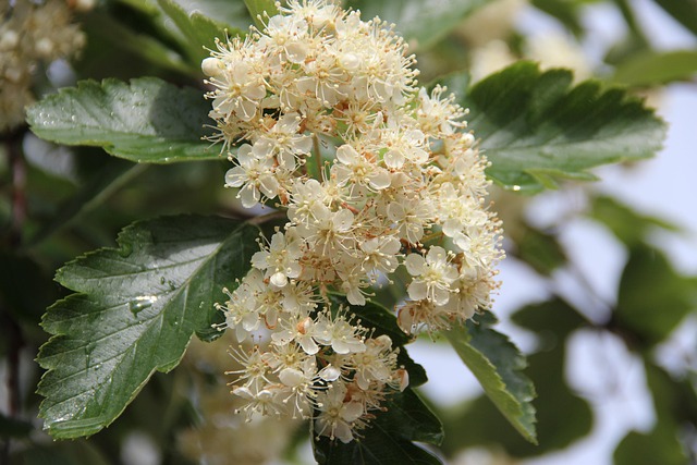 Strauch, Blüten, Weiß, Pflanze, Natur