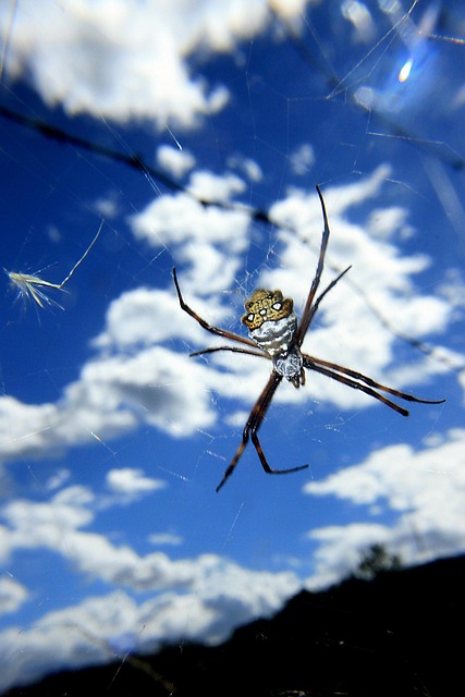 Free Spider Arachnid photo and picture