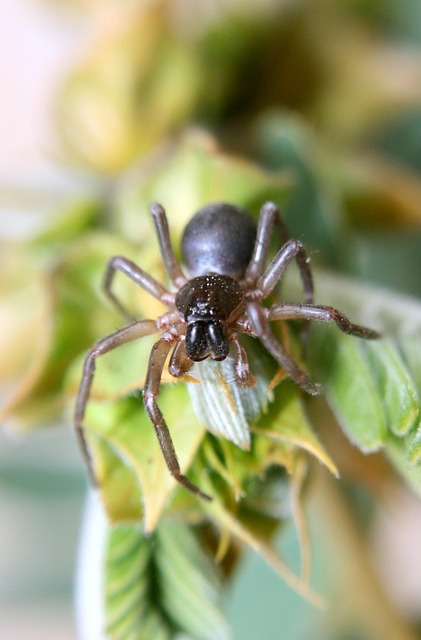 Free Spider Arachnid photo and picture