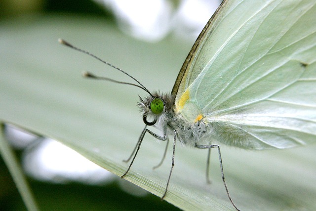 Free Insect Butterfly photo and picture