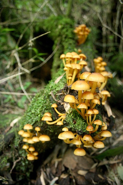 Free Mushrooms Nature photo and picture