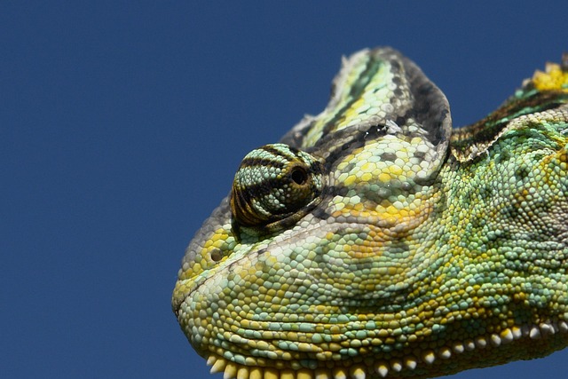 Free Chameleon Reptile photo and picture
