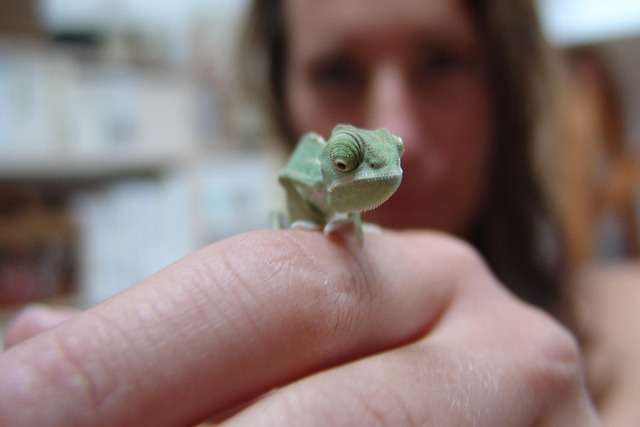 Free Chameleon Yemen Chameleon photo and picture