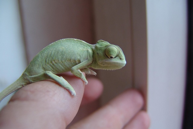 Free Chameleon Yemen Chameleon photo and picture