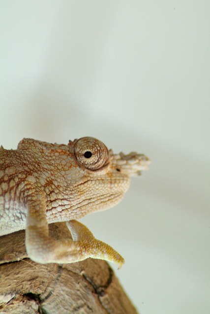 Free Chameleon Sleep Ordinary Chameleon photo and picture