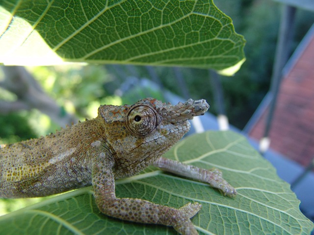 Free Chameleon Tavetanum photo and picture