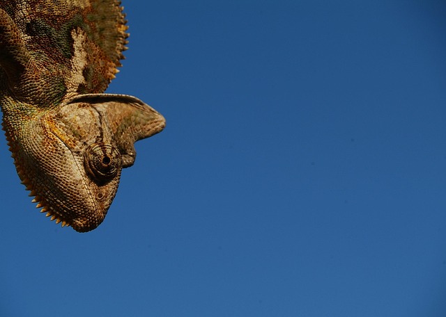 Free Chameleon Yemen Chameleon photo and picture