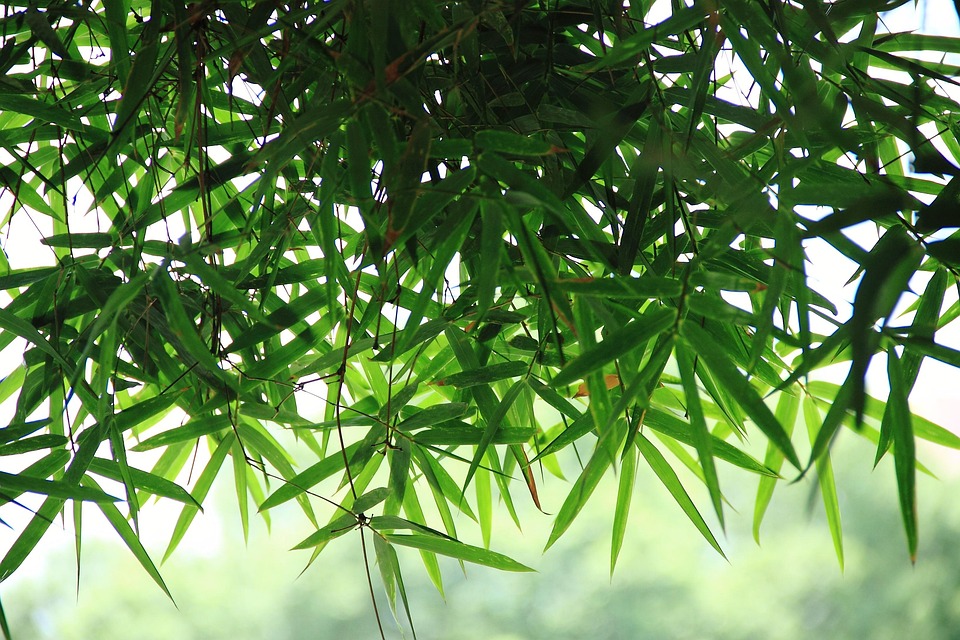 Bamboo Leaf Powder