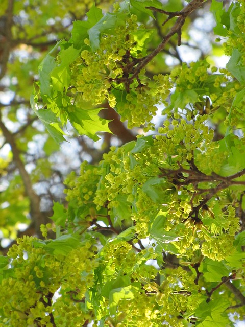 Free Spring May photo and picture